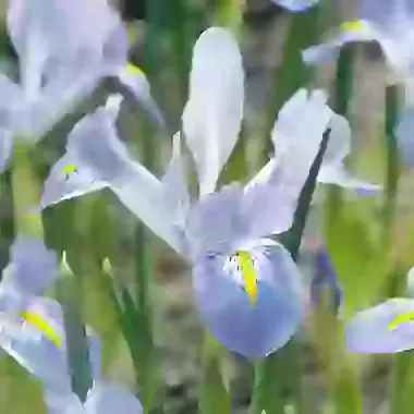 Ret. Blue Planet